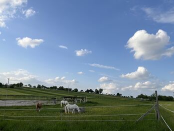 Paddock-Boxen in ruhiger Pferdepension