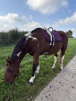 Paint - Mix Wallach, Vanessa, Horses For Sale, Leibertingen 