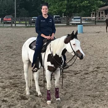 Paint horse available for adoption, Samantha , Horses For Sale, Phoenix