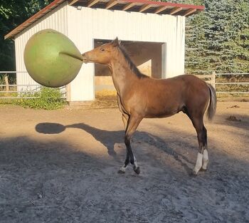 Paint horse Hengstfohlen, Jentzsch, Horses For Sale, Eberswalde