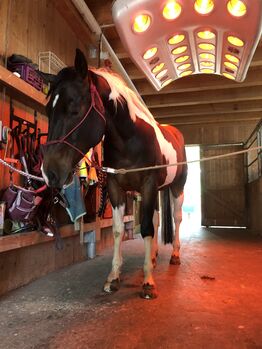 Paint Horse für fast jeden Spass!