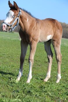 Paint Horse Hengstfohlen mit außergewöhnlicher Ausstrahlung und viel Potenzial