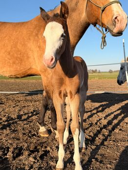 Paint Horse Hengstfohlen mit außergewöhnlicher Ausstrahlung und viel Potenzial