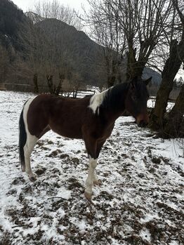Paint Horse, Hermann Tagger, Horses For Sale, Sand in Taufers