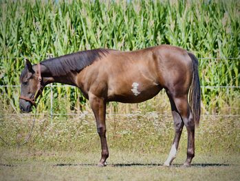 Paint Horse Jährligsstute