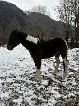 Paint Horse