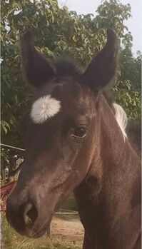 Paint Horse - Stute