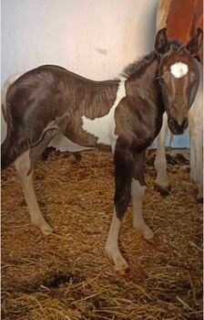 Paint Horse - Stute, Roman, Horses For Sale, Lackendorf