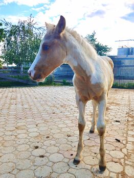 Paint Horse - Stute, Roman, Horses For Sale, Lackendorf