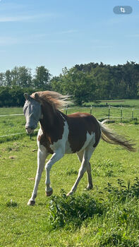 Paint Horse Stute ❤️, Astrid Croft, Horses For Sale, Langlingen