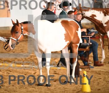 Paint Horse Stute, Nadine , Horses For Sale, Pfronstetten 