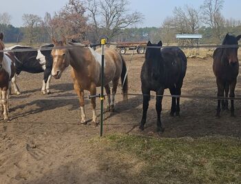 Paint Horse Stute mit Jährlingsstute in seltener Amber Champagne Tobiano Farbe