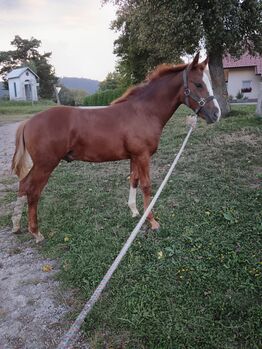 Paint Horse mix Quarter horse