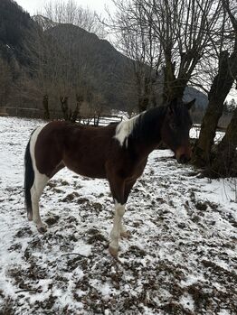 Paint Horse, Hermann Tagger, Pferd kaufen, Sand in Taufers