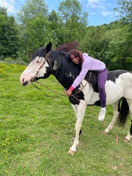 Paint-Horse Hengst Black Overo