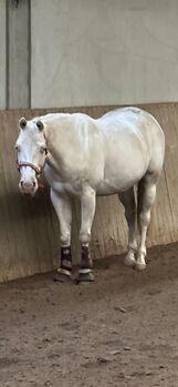 Paint Horse Stute, Gunnerenkelin, Platz vor Preis, Reining