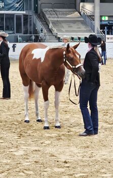 PAINT HORSE STUTE 2024, KATJA ALTENSTRASSER , Pferd kaufen, AURACH AM HONGAR 