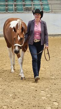 PAINT HORSE STUTE 2024
