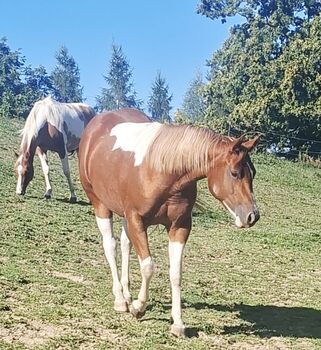 PAINT HORSE STUTE 2024, KATJA ALTENSTRASSER , Pferd kaufen, AURACH AM HONGAR 