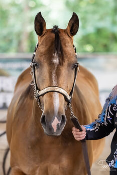 Paint Horse Stute Emilie, Franziska Kittl, Pferd kaufen, Thalgau