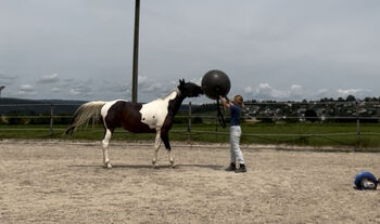 Paint Horse für fast jeden Spass!, Sabine Gafner, Horses For Sale, Rheinau