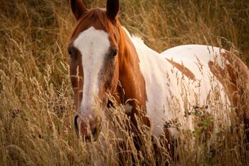 Paint Horse Wallach, Nadine, Horses For Sale, Schönburg