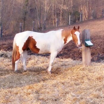 Paint Horse Wallach