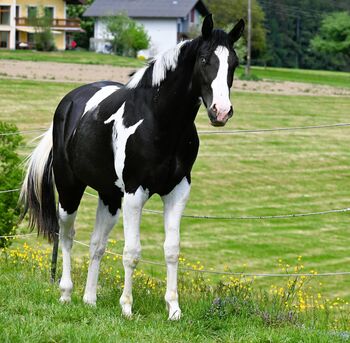 Paint Horse Wallach