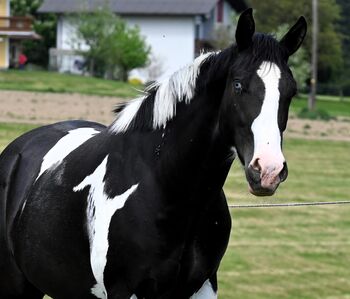 Paint Horse Wallach, KATJA ALTENSTRASSER , Pferd kaufen, AURACH AM HONGAR 