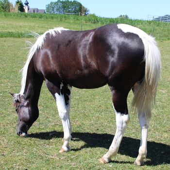 Paint Horse Jährlingsstute