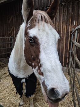 Paint-Mix Stute, Sarah, Horses For Sale, Wipperfürth