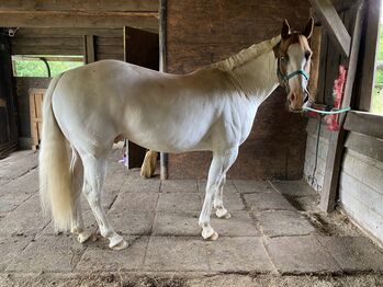 Paint-Mix sucht 5* Zuhause, Sabrina Escher, Horses For Sale, Halver