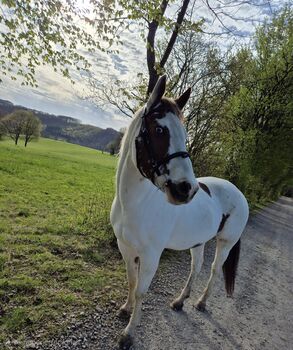 Paint-Mix Stute, Sarah, Horses For Sale, Wipperfürth