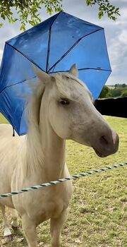 Paint Horse Stute Palomino