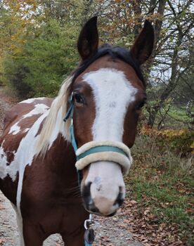 Paint horse x Lusitano Wallach