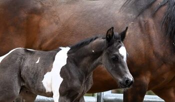 Paint Hose Hengstfohlen BLACK TOBIANO, KATJA ALTENSTRASSER , Horses For Sale, AURACH AM HONGAR 