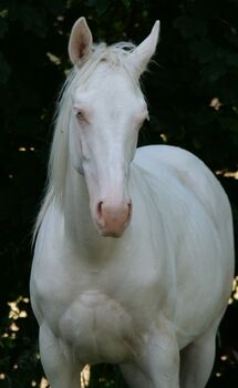 Paint x Pinto Wallach (Cremello/ Tobiano), Thomas Graßhoff, Horses For Sale, Nordrhein-Westfalen - Marienmünster