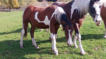 Paint Jährling, Tania Stauder, Horses For Sale, Sarntal