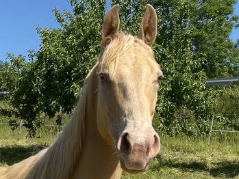 Paint Jährlings Stute Champagne Blaue Augen, Denise Kern, Horses For Sale, Ravenstein 