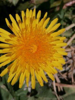 Painthorse 3j, Sunbeam Ranch! , Pferd kaufen, Kaufbeuren 