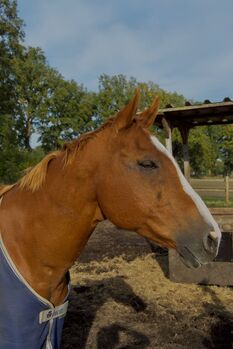 Painthorsewallach von ZIPPO SENSATION, Astrid Schlotter, Horses For Sale, Hamburg
