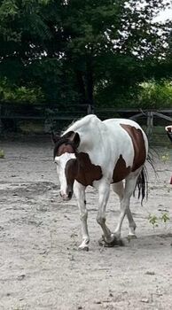 Painthorse, Marion Claeys , Horses For Sale, Ruzsa