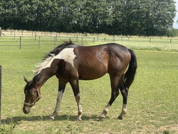 Painthorse, Kremer Berendsen , Horses For Sale, Breedenbroek 