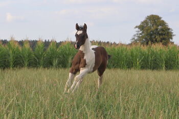 Painthorse Stutjährling sucht neuen Wirkungskreis, Meuche Alex, Horses For Sale, Arnstorf 