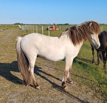 Hellerdfarbener 2jähriger Wallach, Marion Rethwisch, Horses For Sale, Nieblum