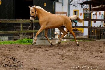 Palomino Andalusier Stute - ca. 1.63 m - anlongiert