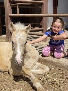 Palomino Hengstfohlen aus Top Reining Linien