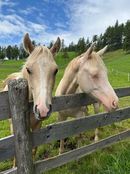 Palomino Hengstfohlen aus Top Reining Linien