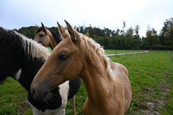 Palomino mit grünen Augen