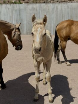 Palomino Hengstfohlen 2026 - Wimpy x Hollywood Dun It